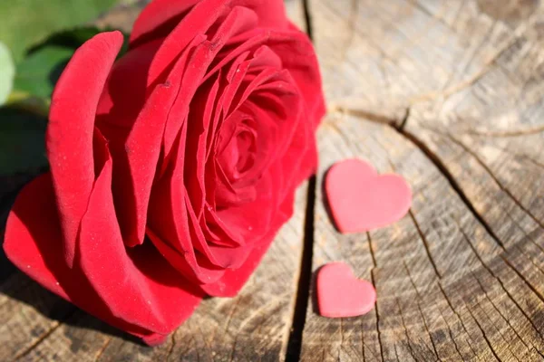 Rote Rose Mit Herzen — Stockfoto