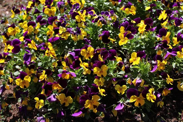정원에 색깔의 — 스톡 사진