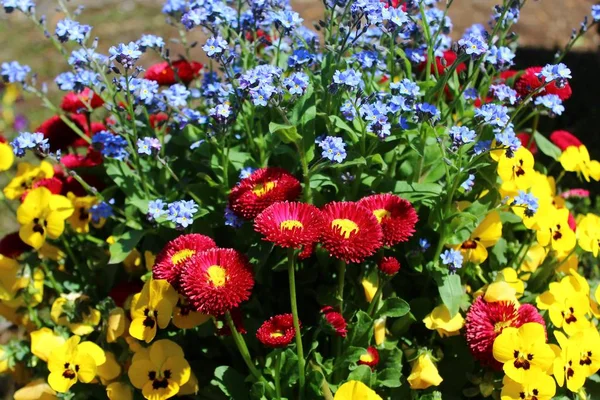 Field Many Colorful Daisies — Stock Photo, Image