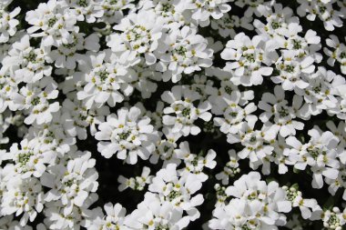İlkbaharda tatlı Alyssum