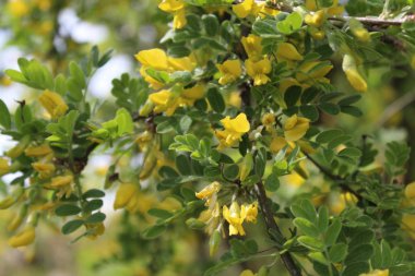 bahçede mesane senna