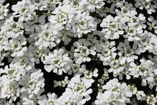 Alyssum Doce Primavera — Fotografia de Stock