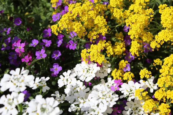 Sladká Alyssum Jaře — Stock fotografie