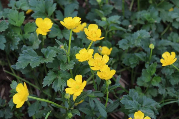 ormanda sarı çiçek alanı