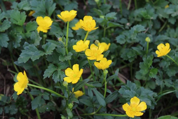 ormanda sarı çiçek alanı