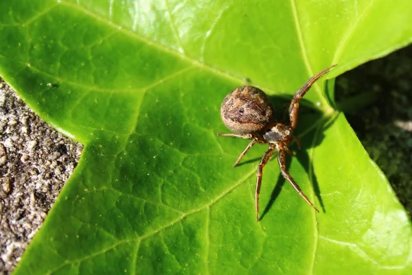 Spider Een Ivy Leaf — Stockfoto