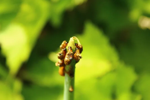Σκαθάρι Από Φύλλα Κρίνου Στον Κήπο — Φωτογραφία Αρχείου