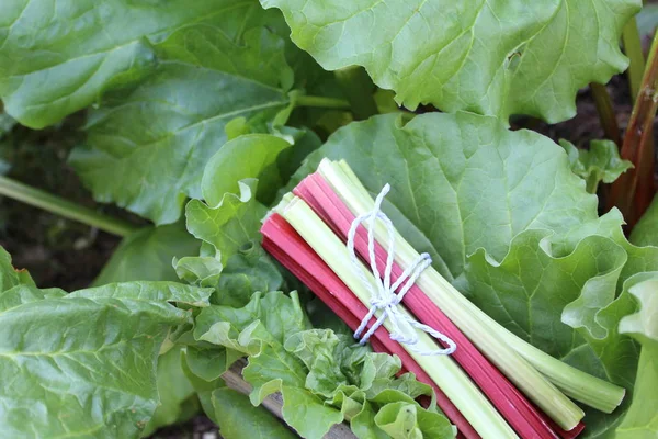 Farbenfrohe Köstliche Rhabarberstiele — Stockfoto