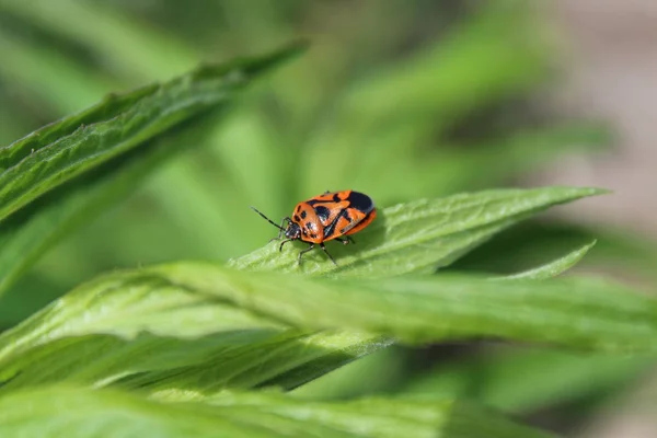 Fire Bug Ett Löv — Stockfoto