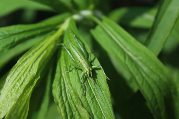 Grashopper Sur Une Feuille Dans Jardin — Photo