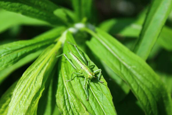 Grashopper Sur Une Feuille Dans Jardin — Photo