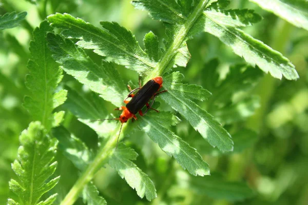 Beetle Ett Löv Trädgården — Stockfoto
