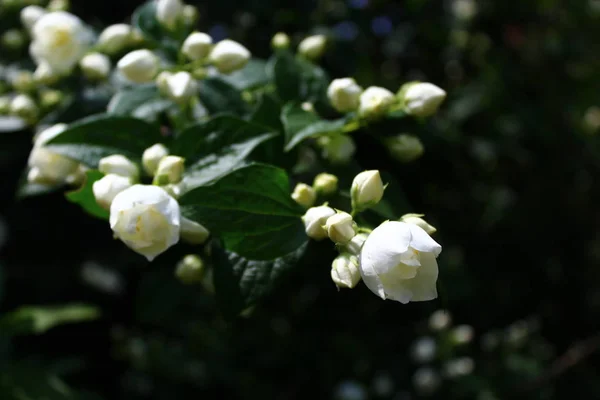 Jazmín Blanco Jardín — Foto de Stock