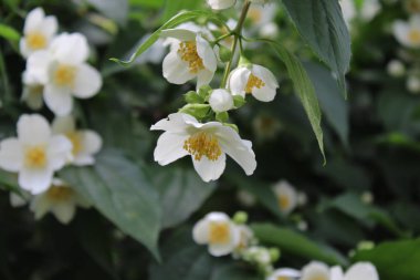 Bahçede beyaz yasemin