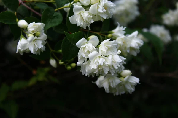 Jazmín Blanco Jardín — Foto de Stock