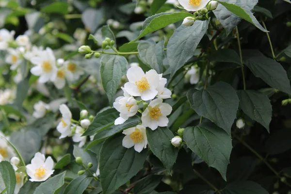 Weißer Jasmin Garten — Stockfoto