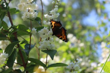çiçek açan yasemin kelebek