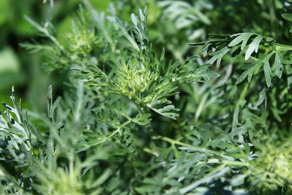 healthy wormwood in the garden