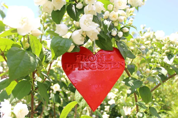 Coeur Rouge Dans Jasmin Avec Texte Allemand Pentecôte Heureuse — Photo