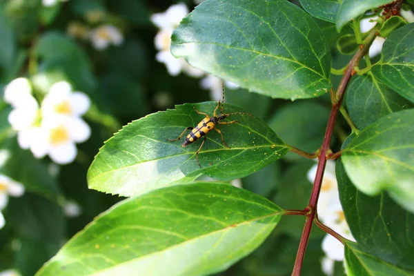 Svart Och Gul Longhorn Skalbagge Jasmin — Stockfoto