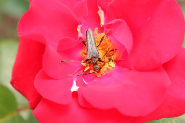 Escarabajo Ampolla Falsa Una Rosa —  Fotos de Stock
