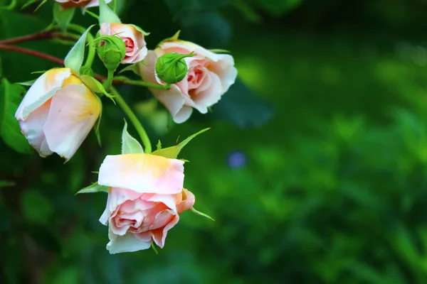 Rose Rose Avec Des Bourgeons Dans Jardin — Photo