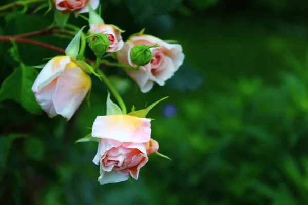 粉红色的玫瑰在花园里结满了芽 — 图库照片