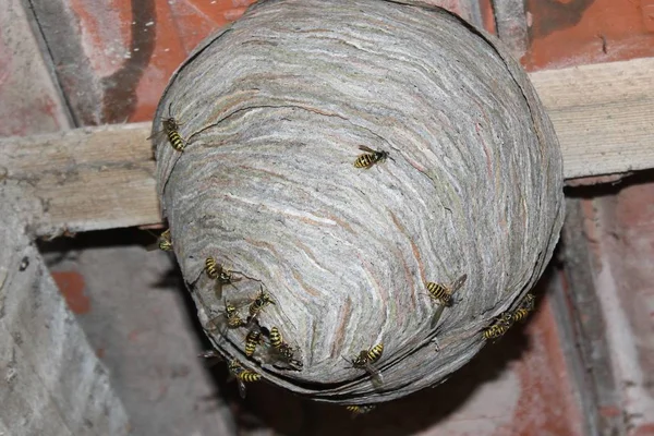 Wasps Nest Wasps Ceiling — Stock Photo, Image