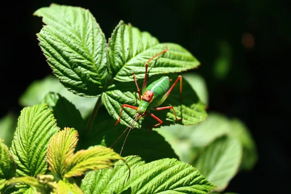 Grasshopper Raspberry Leaf — Stock Photo, Image