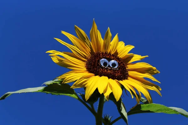 Lustige Sonnenblume Mit Gesicht — Stockfoto
