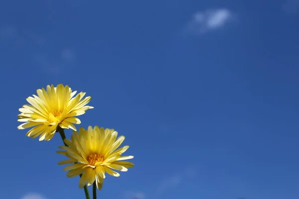 Желтый Цветок Голубом Небе — стоковое фото