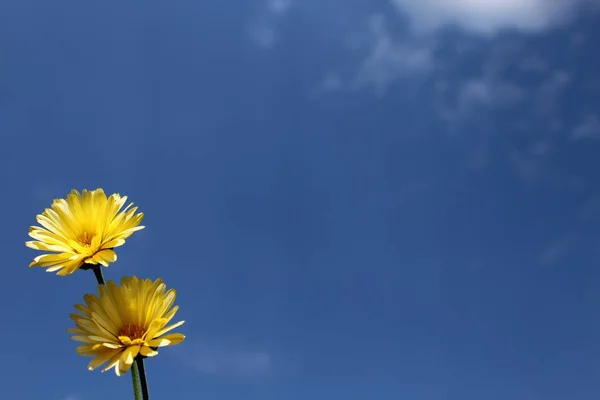 yellow flower on the blue sky