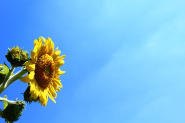 bir ayçiçeği ve mavi gökyüzü