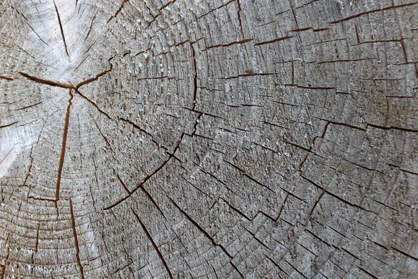 Struktur Eines Baumstammes — Stockfoto