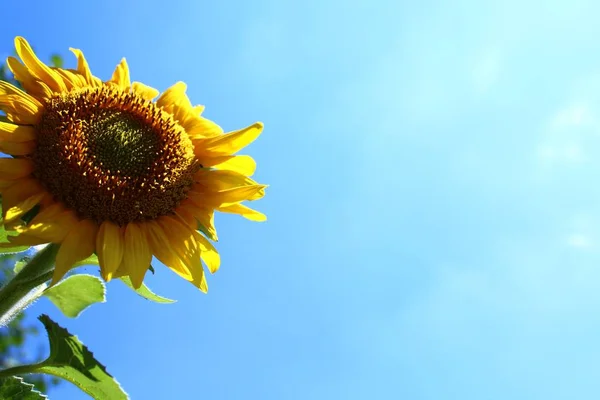 Girasol Cielo Azul — Foto de Stock