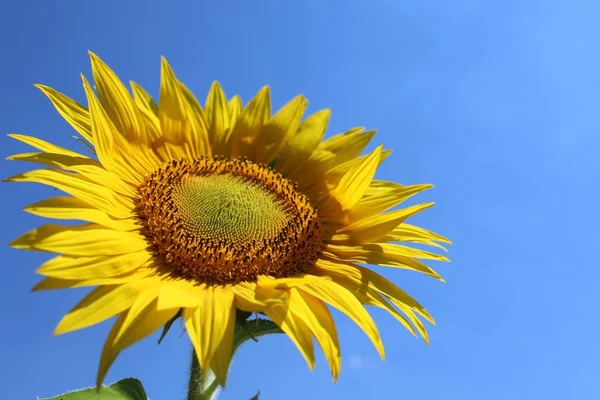 Girasol Cielo Azul — Foto de Stock