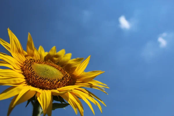 Girasol Cielo Azul — Foto de Stock