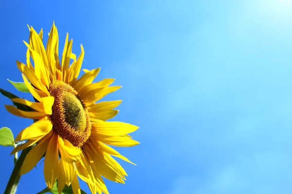 Girasol Cielo Azul — Foto de Stock