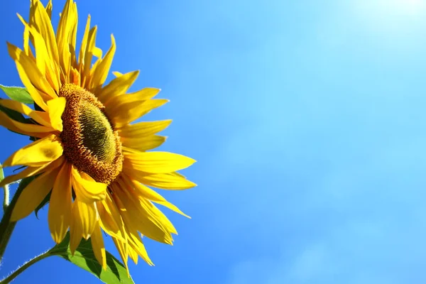 Girasol Cielo Azul — Foto de Stock