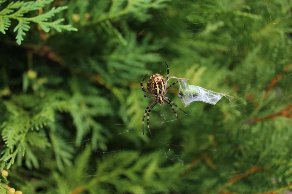 Wasp Spider Garden — Stock Photo, Image