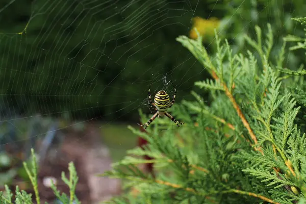 Wespenspin Tuin — Stockfoto