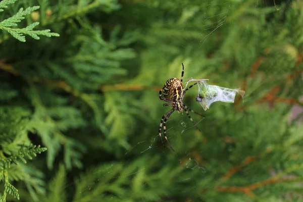 Wasp Spider Garden — Stock Photo, Image