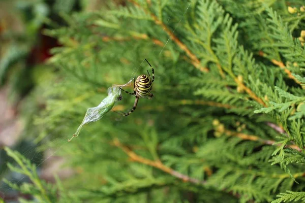 Araña Avispa Jardín —  Fotos de Stock