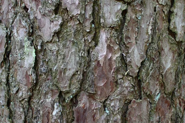 Rinde Eines Baumes — Stockfoto