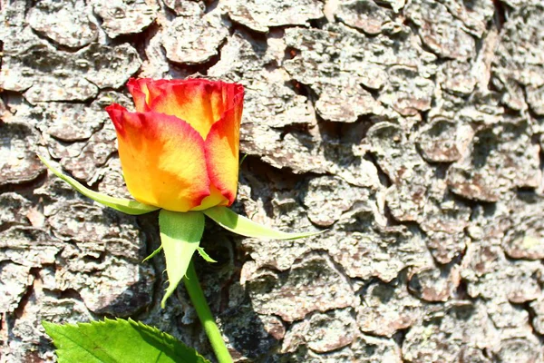 Роза Дереве — стоковое фото