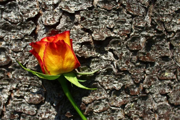 Rose Auf Einem Baum — Stockfoto