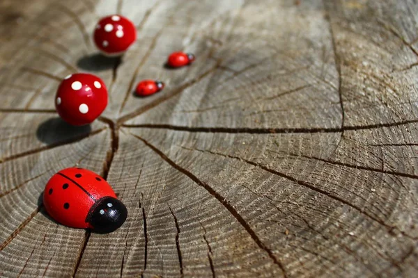 Ladybirds Tree Trunk — Stock Photo, Image