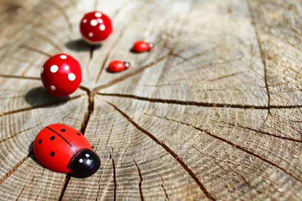 Coccinelles Sur Tronc Arbre — Photo