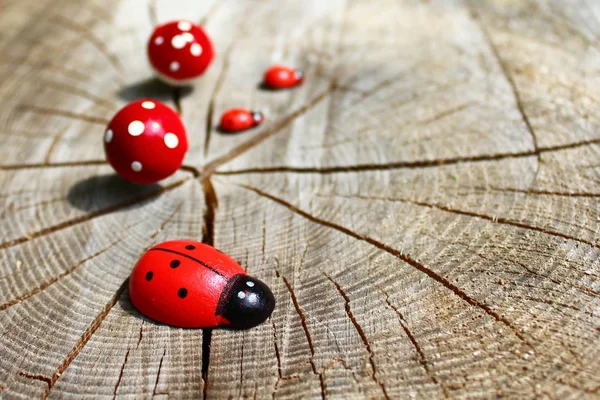 Ladybirds Tree Trunk — Stock Photo, Image