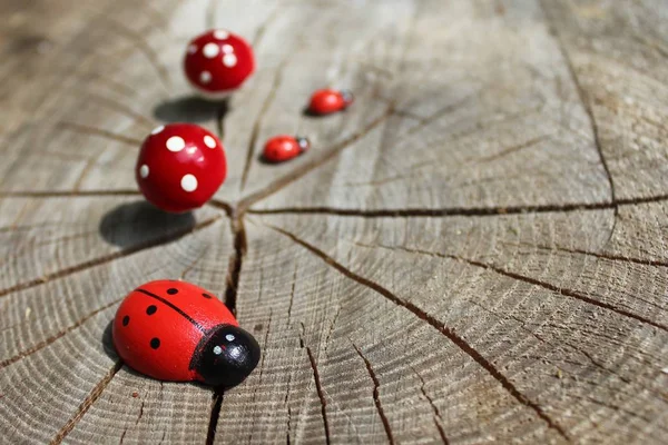 Bir Ağaç Gövdesi Üzerinde Ladybirds — Stok fotoğraf